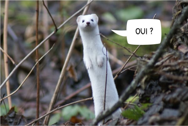 Nos projets fleurissent !